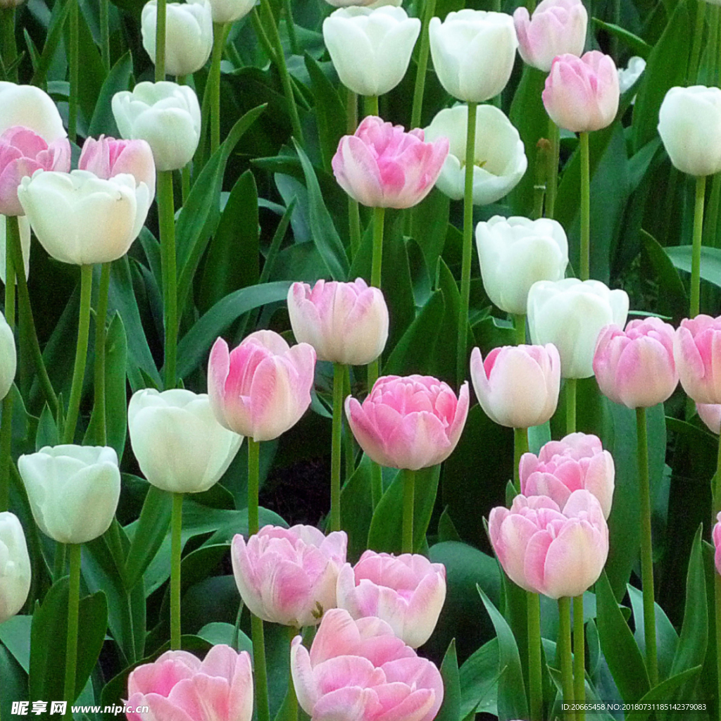 花丛