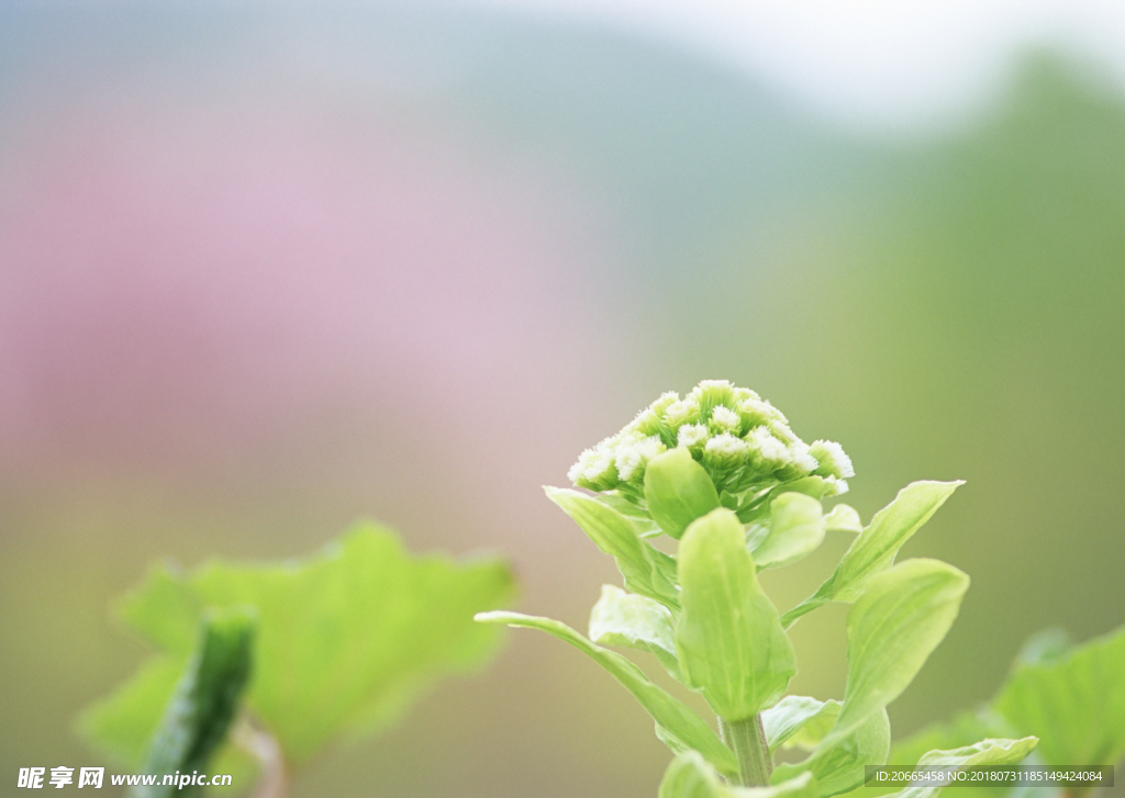 花蕊