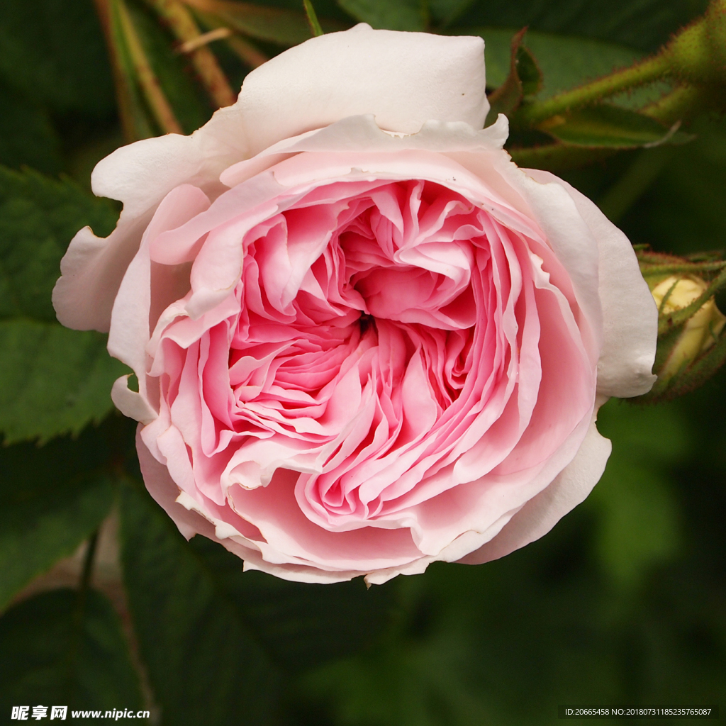 玫瑰花