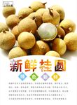 桂圆海报