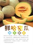 哈密瓜海报