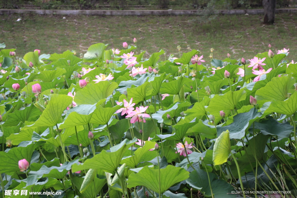 荷花