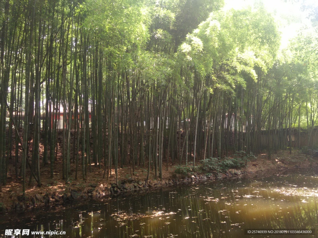 竹林