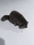 灰猫 猫咪 懒猫 肥猫 黑猫