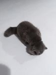灰猫 猫咪 懒猫 肥猫 黑猫