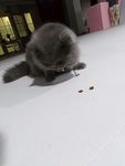 灰猫 猫咪 懒猫 肥猫 黑猫