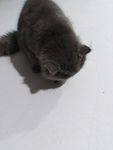 灰猫 猫咪 懒猫 肥猫 黑猫