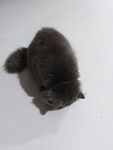 灰猫 猫咪 懒猫 肥猫