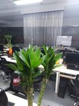 美人蕉 水蕉 办公室 工作办公