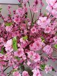 梅花 花朵 开满花 花 桃花