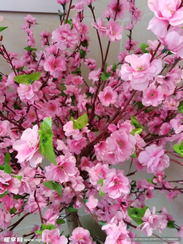 梅花 花朵 开满花 花 桃花