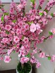 梅花 花朵 开满花 花 桃花
