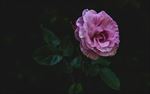 玫瑰花