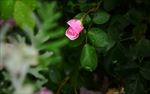 玫瑰花