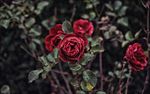 玫瑰花