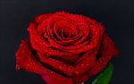 玫瑰花
