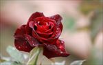 玫瑰花