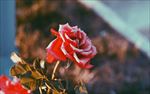 玫瑰花