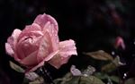 玫瑰花