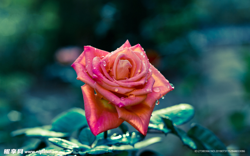 玫瑰花