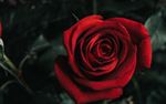 玫瑰花