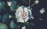 玫瑰花