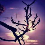 枯枝残阳
