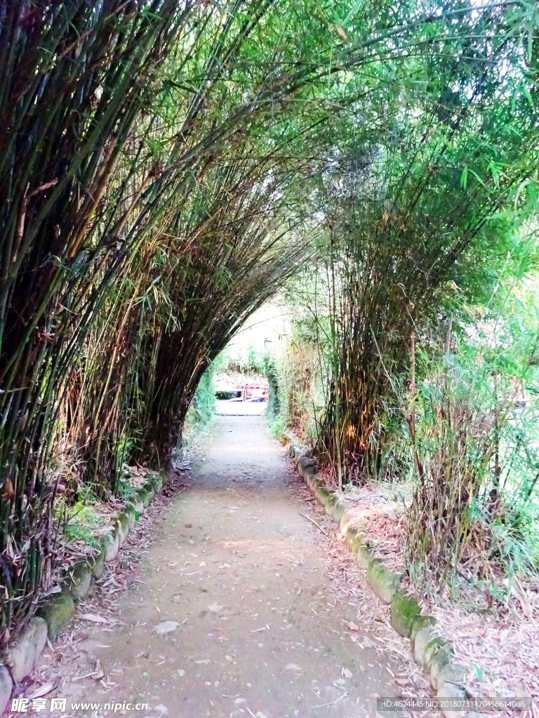 竹林