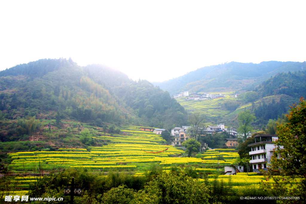 油菜花