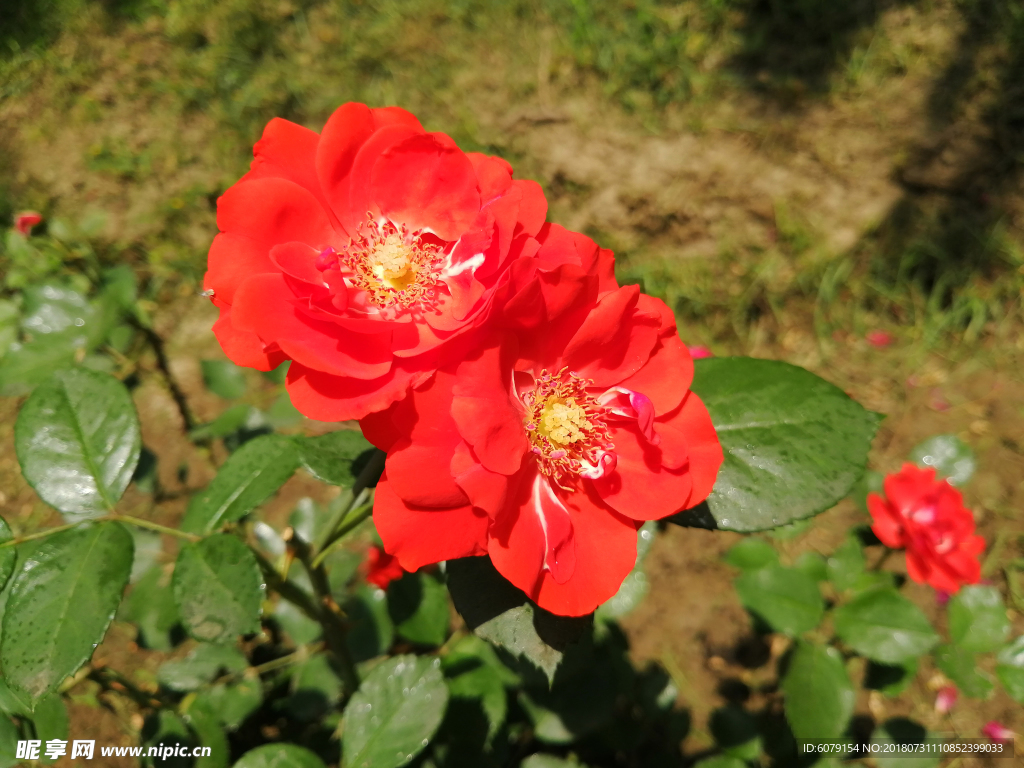 元大都公园里盛开的月季花