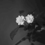 室内植物盆栽 园林盆栽