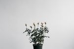 室内植物盆栽 园林盆栽
