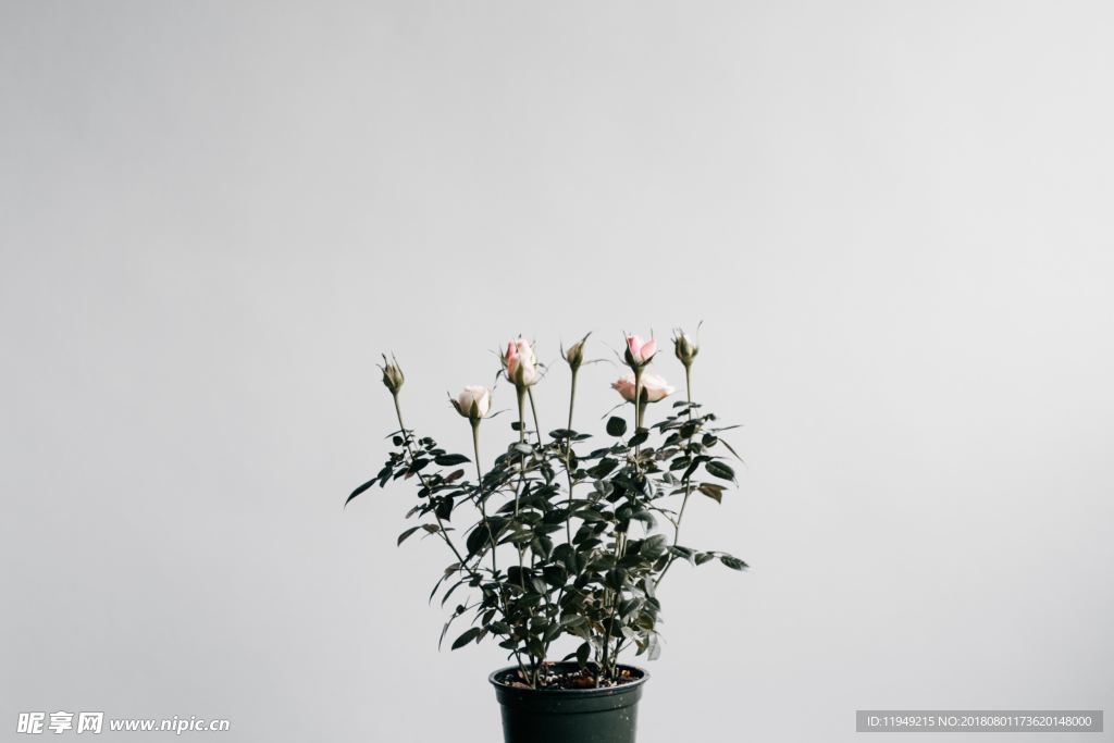 室内植物盆栽 园林盆栽