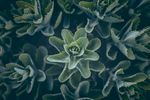 室内植物盆栽 园林盆栽