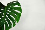 室内植物盆栽 园林盆栽