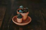 室内植物盆栽 园林盆栽
