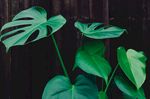 室内植物盆栽 园林盆栽