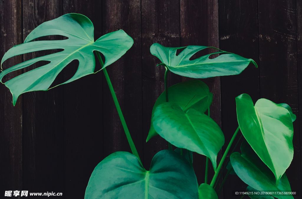 室内植物盆栽 园林盆栽