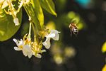 室内植物盆栽 园林盆栽