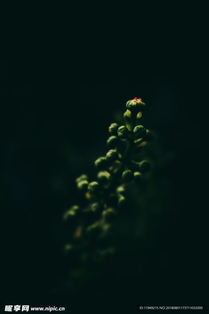 室内植物盆栽 园林盆栽