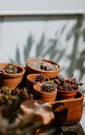 室内植物盆栽 园林盆栽