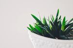 室内植物盆栽 园林盆栽