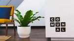 室内植物盆栽 园林盆栽