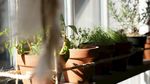室内植物盆栽 园林盆栽