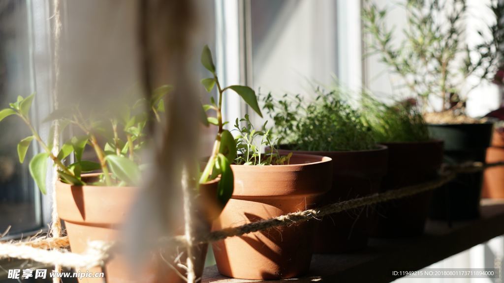 室内植物盆栽 园林盆栽