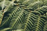 室内植物盆栽 园林盆栽