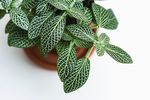 室内植物盆栽 园林盆栽