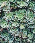 室内植物盆栽 园林盆栽