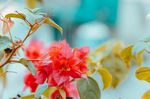 室内植物盆栽 园林盆栽