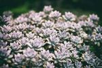 室内植物盆栽 园林盆栽